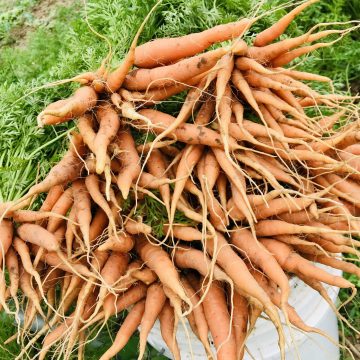 Baby Carrots (bunch or 1 lb bagged)