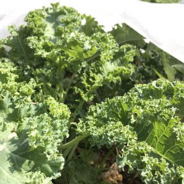 Red Russian Kale 1/2 lb