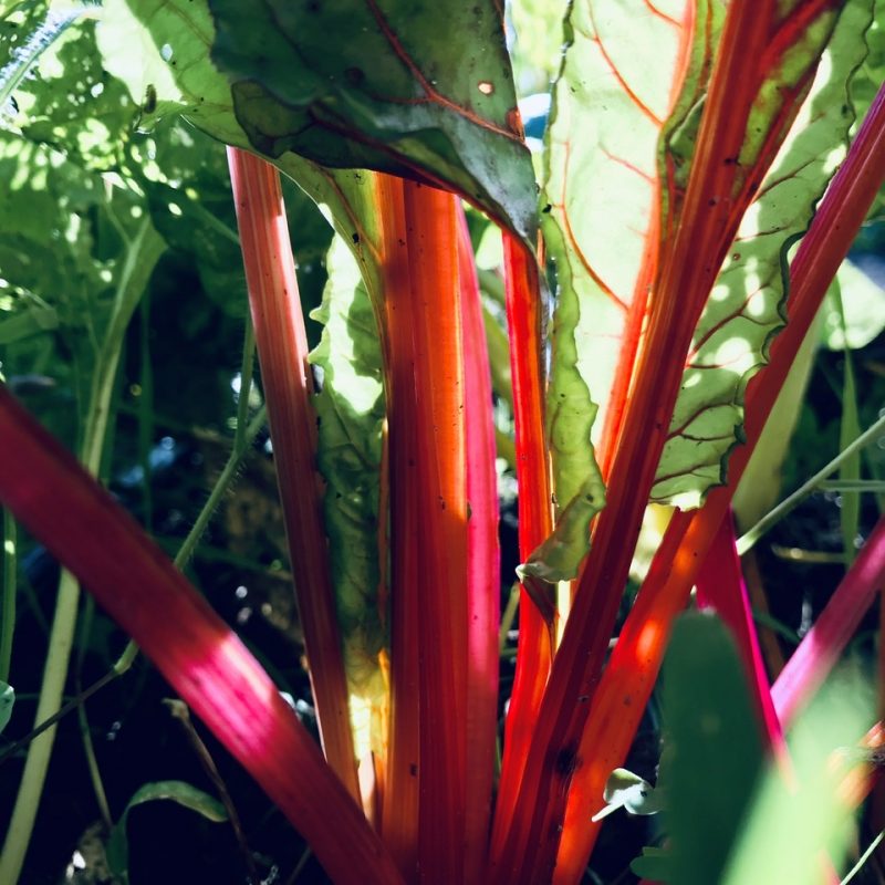 Hakurei Turnips Grow in Grace Gardens