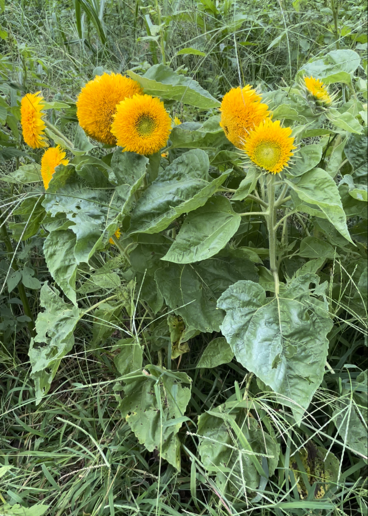Teddy Bear Sunflower Bouquet - Grow in Grace Gardens